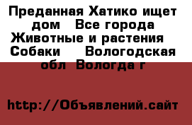 Преданная Хатико ищет дом - Все города Животные и растения » Собаки   . Вологодская обл.,Вологда г.